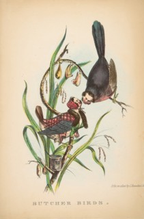 Butcher Birds, from The Comic Natural History of the Human Race, 1851.