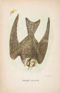 Night Hawk, from The Comic Natural History of the Human Race, 1851.