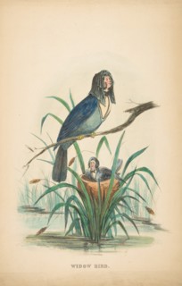 Widow Bird, from The Comic Natural History of the Human Race, 1851.