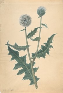 Study of a Thistle, before 1822.
