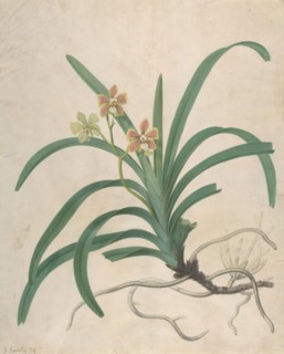 Study of an Orchid, "Vanda Roxburgia", before 1822.