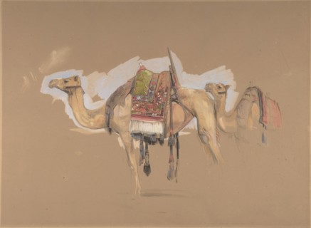 Two Camels, ca. 1843.