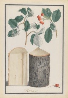 Studies of the leaves, blossoms, fruits and trunk of a whitebeam (Sorbus subgenus Aria), 1788.