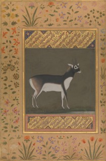 Black Buck, Folio from the Shah Jahan Album, recto: ca. 1615-20; verso: ca. 1530-50.