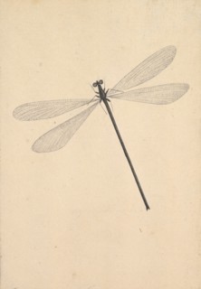 A Dragonfly, early 18th-mid 18th century.