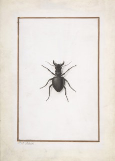 A Stag Beetle, .