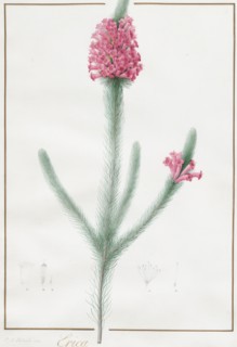 Erica Fulgida, 1813.