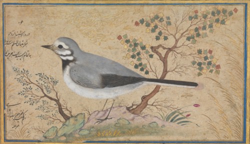 Study of a Bird, dated A.H. 1043/A.D. 1634.