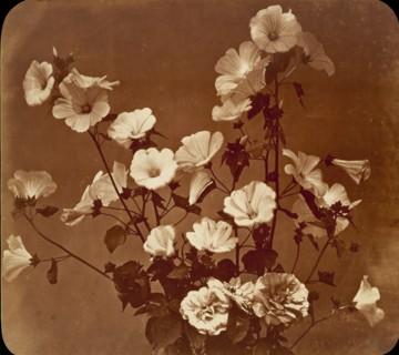 [Flower Study, Rose of Sharon], ca. 1854.