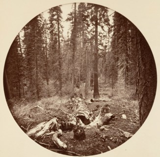 [Yosemite National Park, California], ca. 1878.