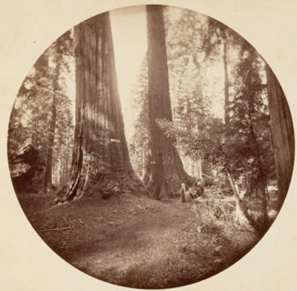 Old Dominium and Uncle Tom's Tavern. Calaveras Grove, ca. 1878.