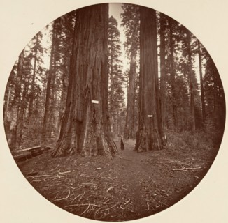 None, ca. 1878.
