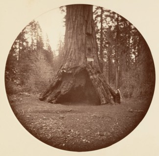 Pioneers Cabin - Calaveras Grove, ca. 1878.