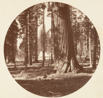 The Mammoth Grove Hotel from the Grove - Calaveras, ca. 1878.