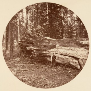 The Miners Cabin - Calaveras Grove, ca. 1878.