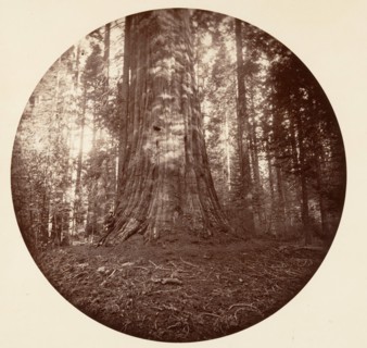 Empire State. C. Grove, ca. 1878.