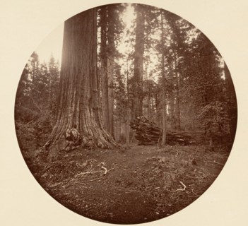 The Father of the Forest - C. Grove, ca. 1878.