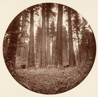 James King of William. Keyston State etc. Calaveras Grove, ca. 1878.