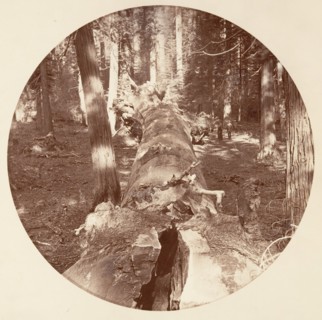 [Yosemite National Park, California], ca. 1878.