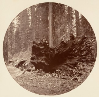 The Father of the Forest 450 ft C. Grove, ca. 1878.