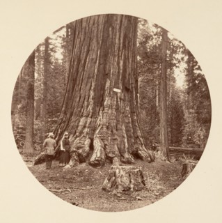 The Pride of the Forest - Calaveras Grove, ca. 1878.