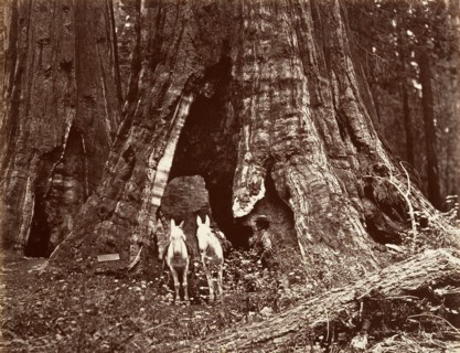 The Tripod, 94 feet circumference, 1865-66, printed ca. 1876.