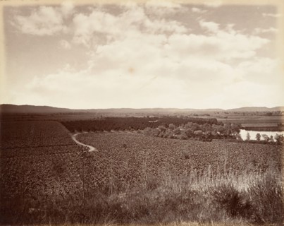 Lake Vineyard and Orange Grove, Los Angeles, 1876, printed ca. 1876.