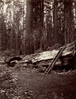 Father of the Forest, 1865-66, printed ca. 1876.