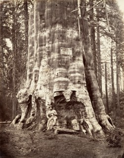 Mother of the Forest, 1865-66, printed ca. 1876.