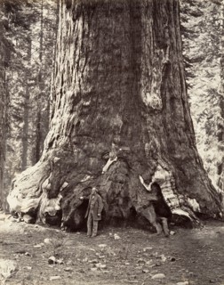 Section of the Grizzly Giant, 101 feet circumference, 1865-66, printed ca. 1876.