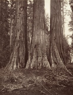 The Three Graces, 272 feet, 1865-66, printed ca. 1876.