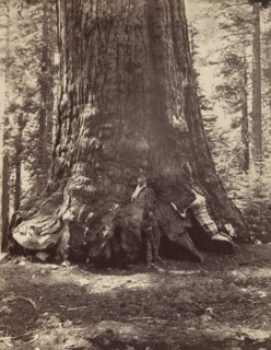 Section of the Grizzly Giant with Galen Clark, Mariposa Grove, Yosemite, 1865-66, printed ca. 1876.