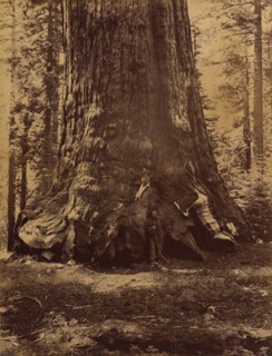 Section of the Grizzly Giant with Galen Clark, Mariposa Grove, Yosemite, 1865-66.