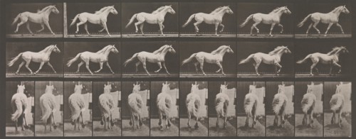 Animal Locomotion. An Electro-Photographic Investigation of Consecutive Phases of Animal Movements. Commenced 1872 - Completed 1885. Volume IX, Horses, 1880s.