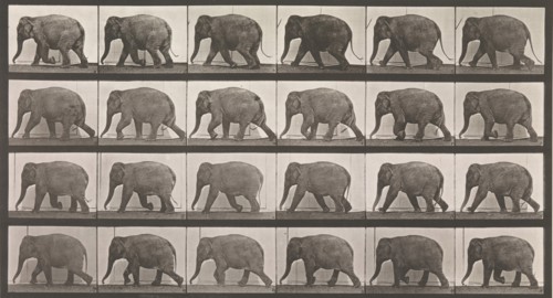 Animal Locomotion. An Electro-Photographic Investigation of Consecutive Phases of Animal Movements. Commenced 1872 - Completed 1885. Volume XI, Wild Animals and Birds, 1880s.