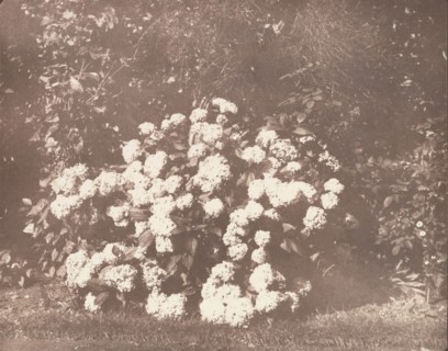 A Bush of Hydrangea in Flower, ca. 1842.