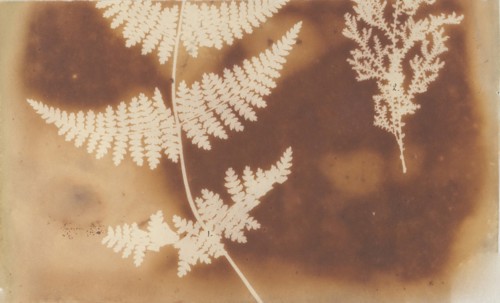 1. Felce. 2. Alga, 1839.