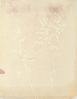 Graminacea, 1839-40.