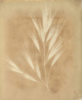 Bromus Maximus, Genoa, 1839.