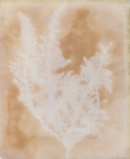 Thapsia Asclepium from Corfu, 1839-40.