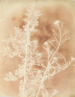 Sisymbrium Cumingianum, 1839.