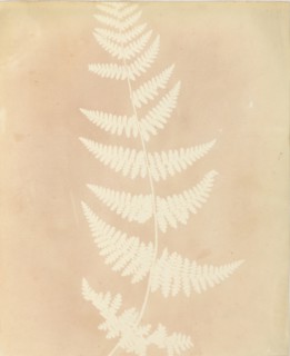 Felce, 1839.