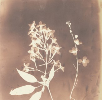 1. Cestrum Parqui. 2. Fiora di una tetradinama., 1839.