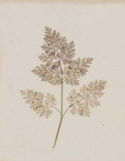 Leaf of a Plant, before February 14, 1844.