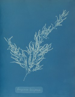 Sargassum bacciferum, ca. 1853.