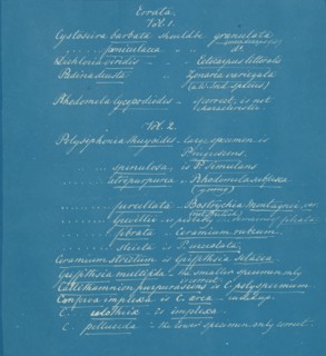Errata to Photographs of British Algae: Cyanotype Impressions, ca. 1853.