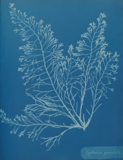 Cystoseira granulata, ca. 1853.