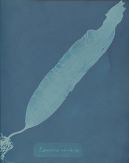 Laminaria saccharina, ca. 1853.