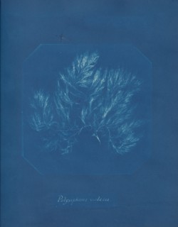 Polysiphonia violacea, ca. 1853.