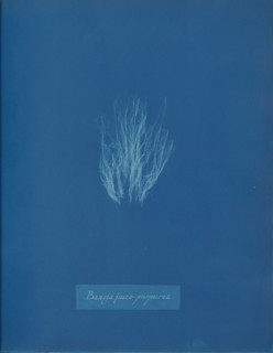 Bangia fusco-purpurea, ca. 1853.